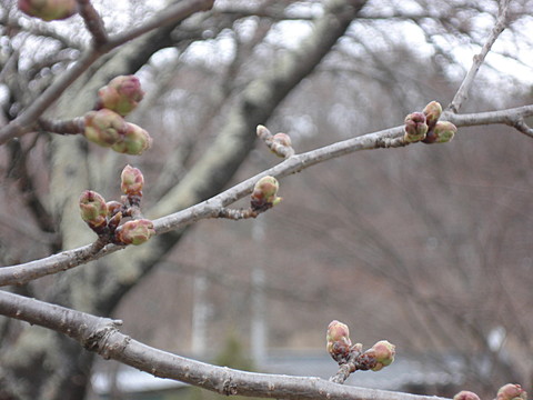 桜